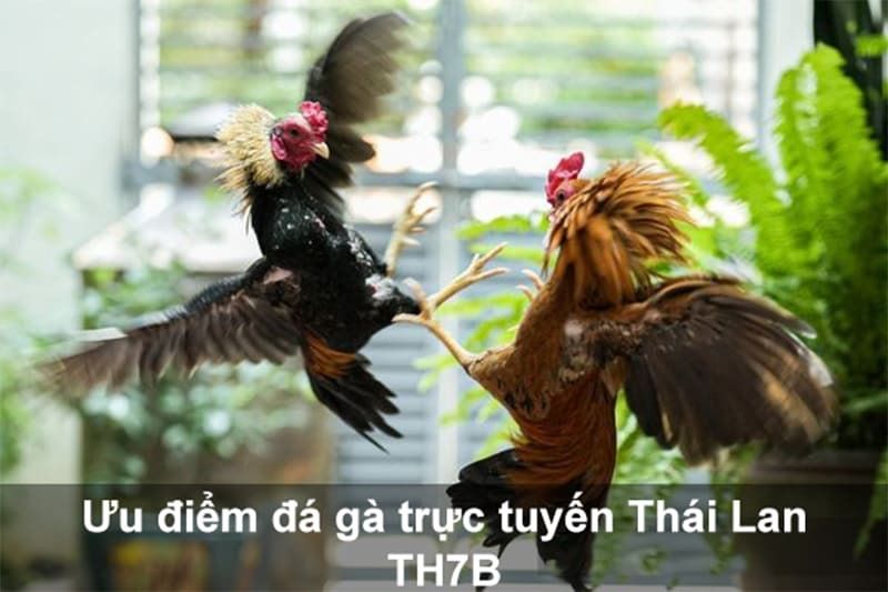 Ưu điểm đá gà trực tuyến Thái Lan TH7B