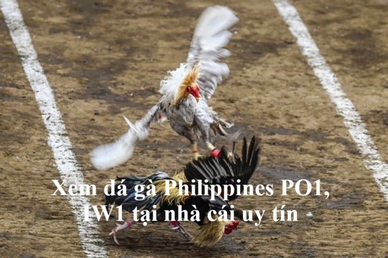 Xem đá gà Philippines PO1, IW1 tại nhà cái uy tín
