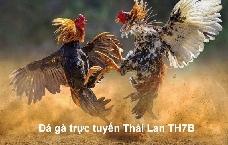 Đá gà trực tuyến Thái Lan TH7B